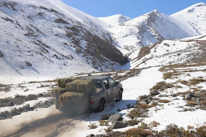 Kaçak avcılıkla mücadele ve besin desteği, yaban keçisi popülasyonunu artırdı
