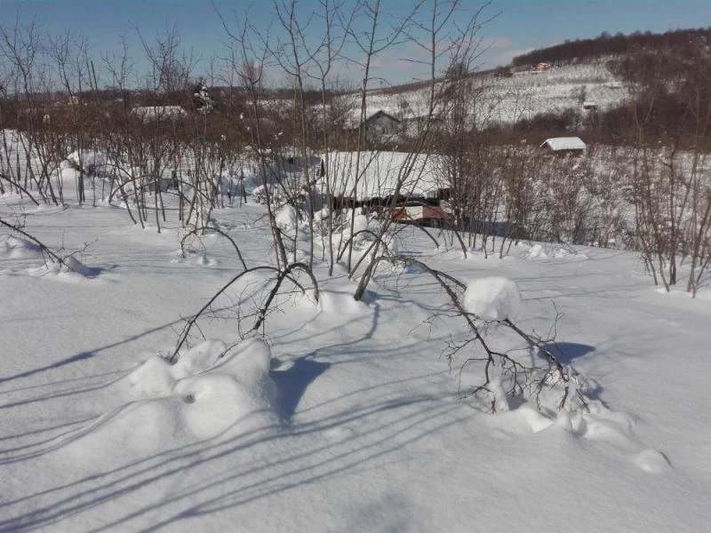 Kar yağışı, fındık dallarının belini büktü
