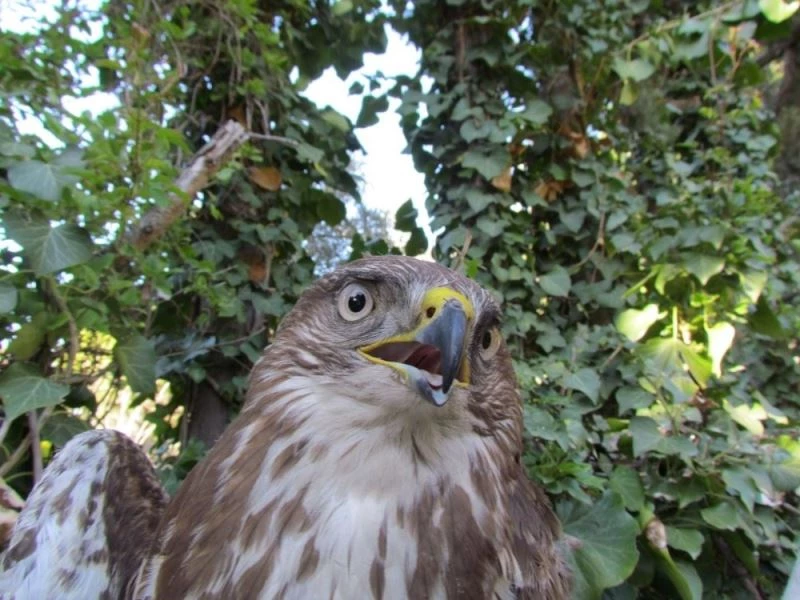 Kanadı kırılan şahin için seferberlik
