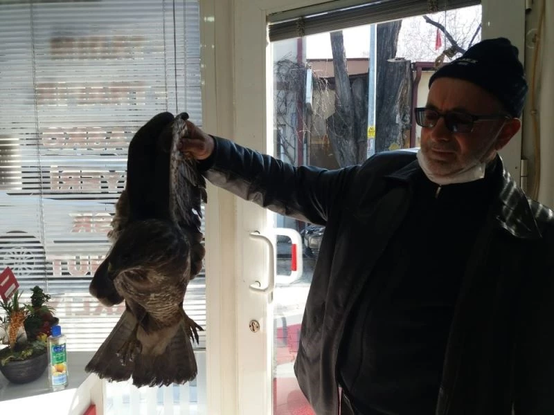 Yaralı atmacayı çiftçi kurtardı
