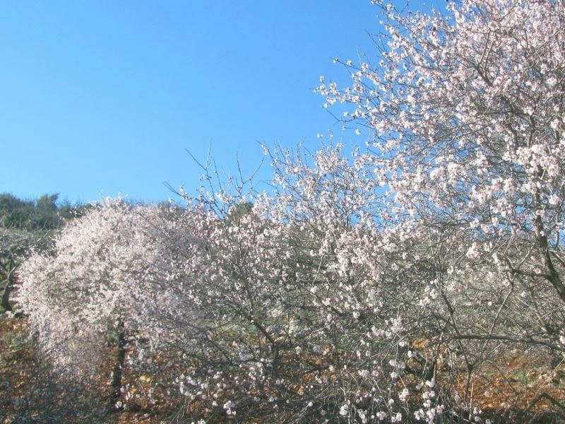 Erken çiçek açan bademler üreticiyi telaşlandırdı
