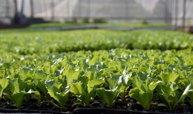 Tarsus Belediyesi, 1 milyon Tarsus Kıvırcığı fidesini ücretsiz dağıtacak
