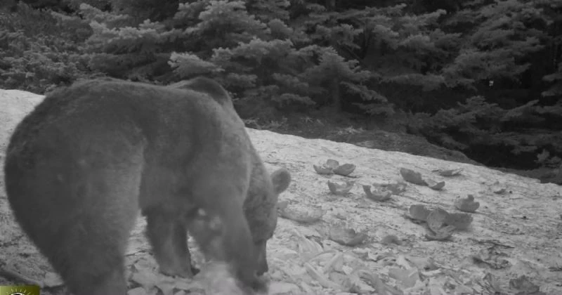 (Özel) Uludağ’da kış aylarında ayıların karpuz keyfi
