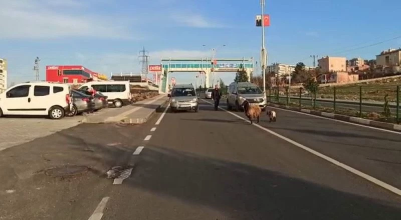 Duyarlı sürücünün tavrı, koyun ve yavrusunu telef olmaktan kurtardı
