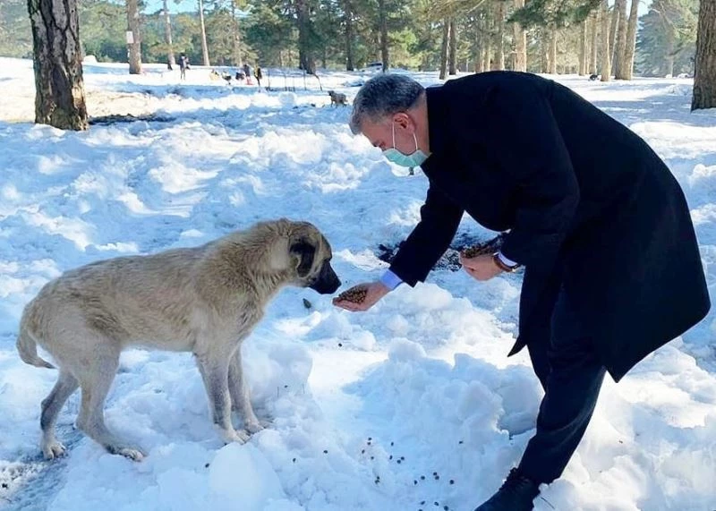 Milletvekili Dr. Mustafa Canbey, Can Dostlar Yaşasın projesine destek olarak, vahşi yaşam alanındaki hayvanları besledi

