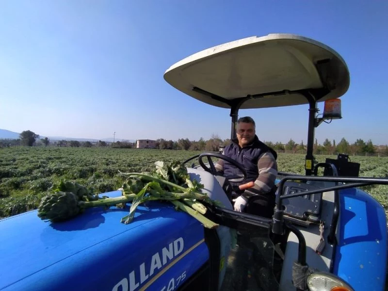 Urla’dan Dubai ve İngiltere’ye enginar gönderiyor
