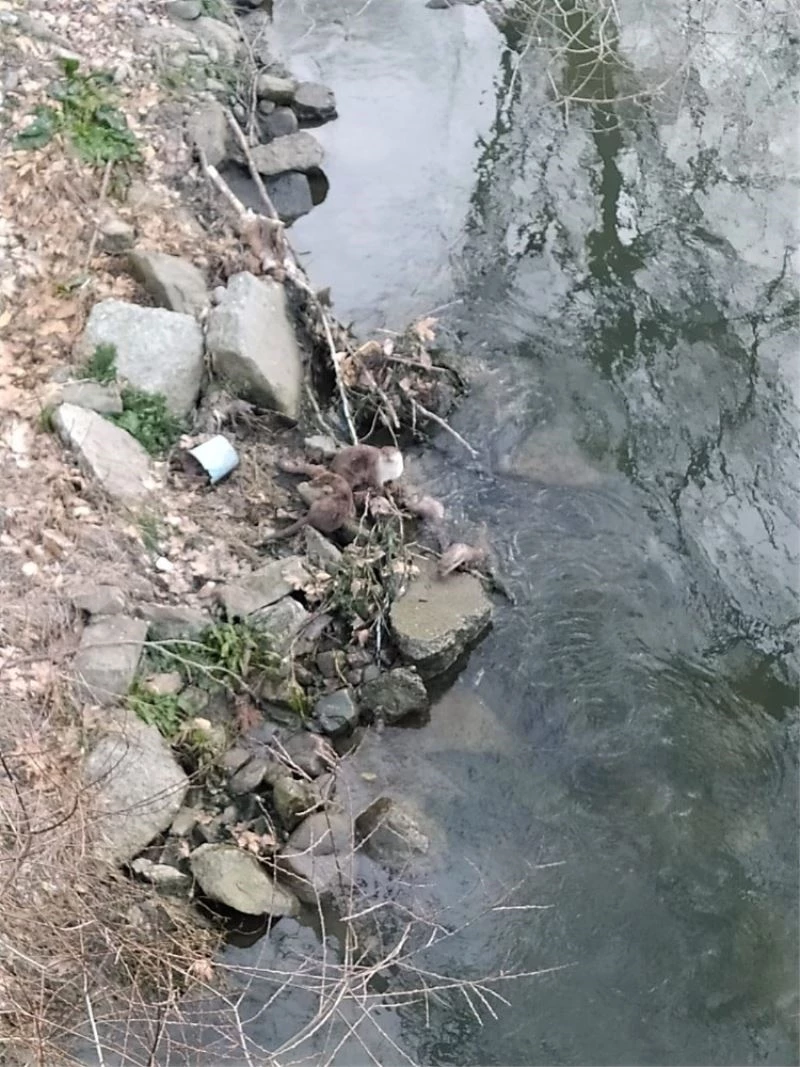 Nesli tükenmekte olan su samurları balık avlarken görüldü
