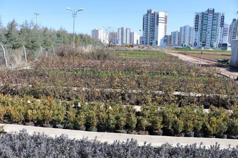 Kayapınar Belediyesi, mevsimlik çiçek ve meyve fidanlarını kendi üretiyor
