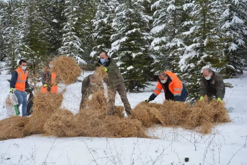 Yaylacık Ormanları’nda yılkı atlarına yem desteği
