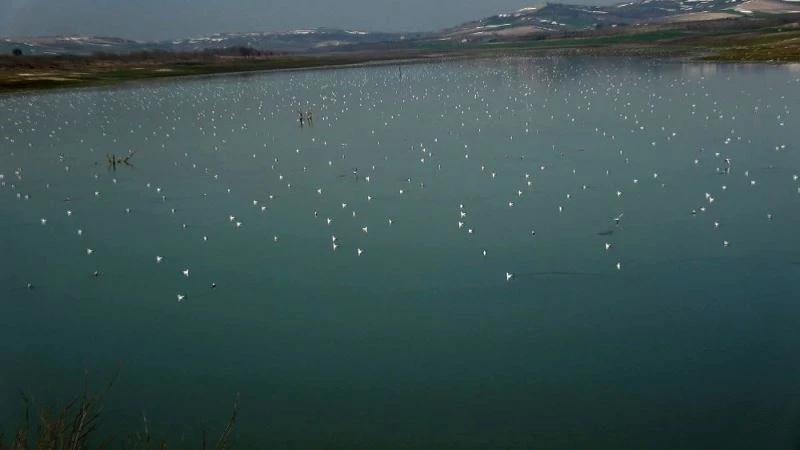 (ÖZEL) Sazlıdere gölüne binlerce martı akını

