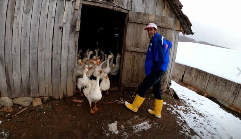 (Özel) Kazların efendisi
