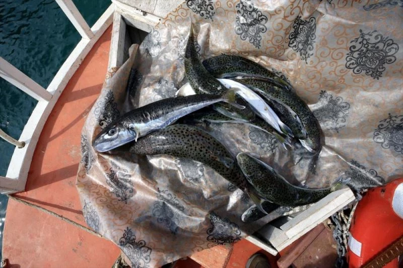 İki girişimci, balon balığını deri sektöründe kullanmaya hazırlanıyor