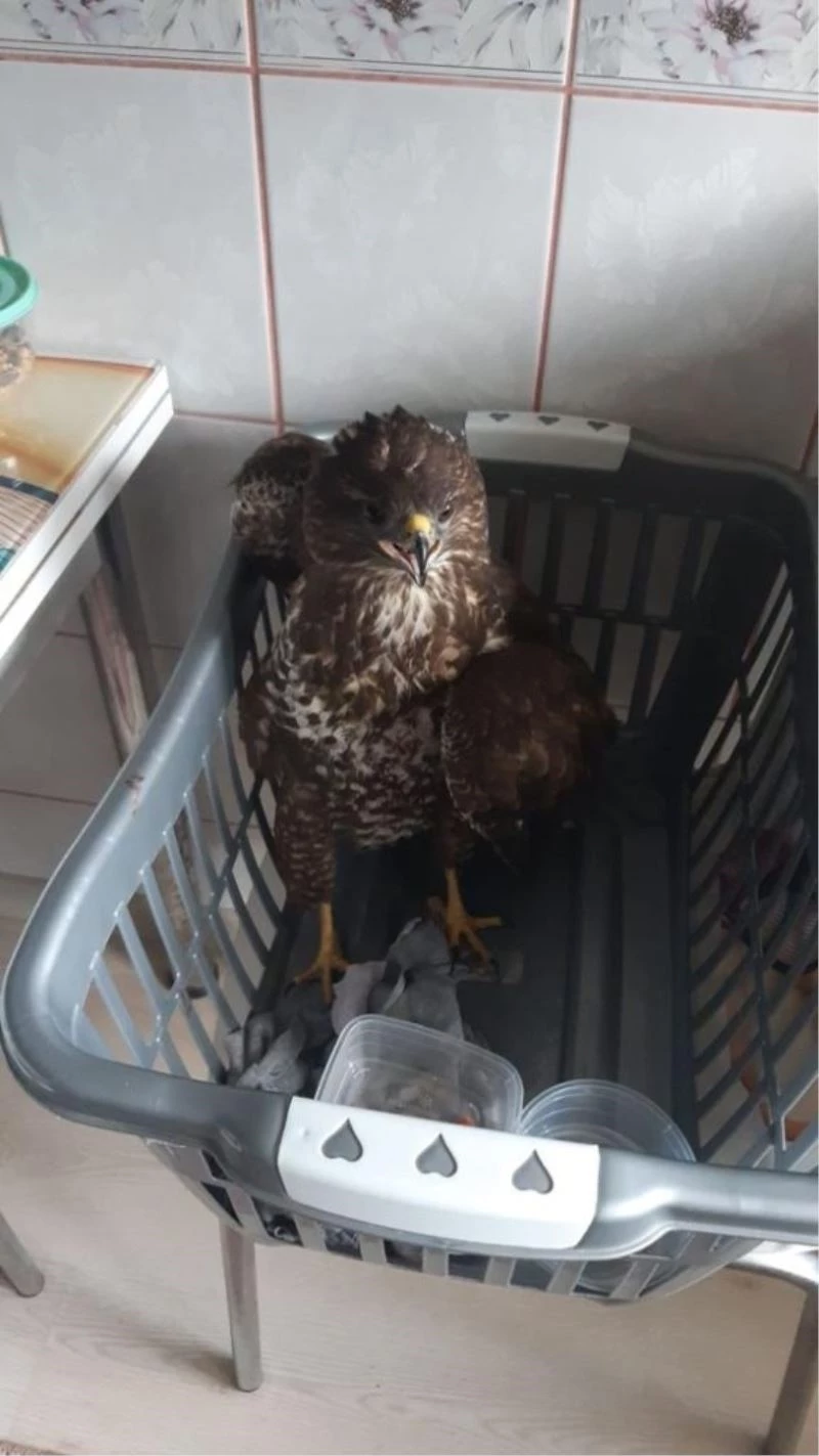 Yaralı olarak bulduğu ‘Kızıl Şahin’ ile önce fotoğraf çektirdi sonra DKMP’ye teslim etti
