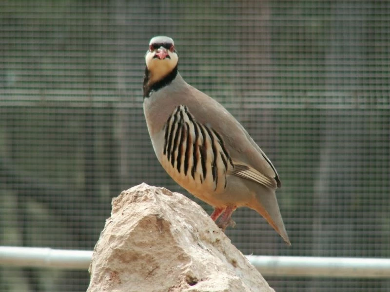 Şuhut Keklik Üretme İstasyonunda bu yıl 9 bin keklik üretimi hedefleniyor
