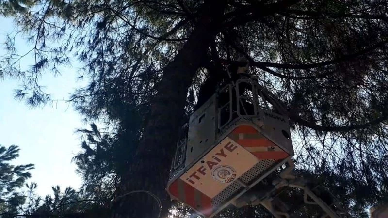 Köpekten korkup çıktığı ağaçtan itfaiye indirdi
