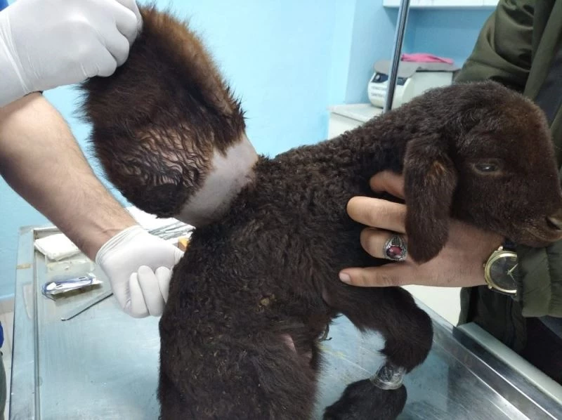 Minik kuzu sırtındaki yükten kurtuldu
