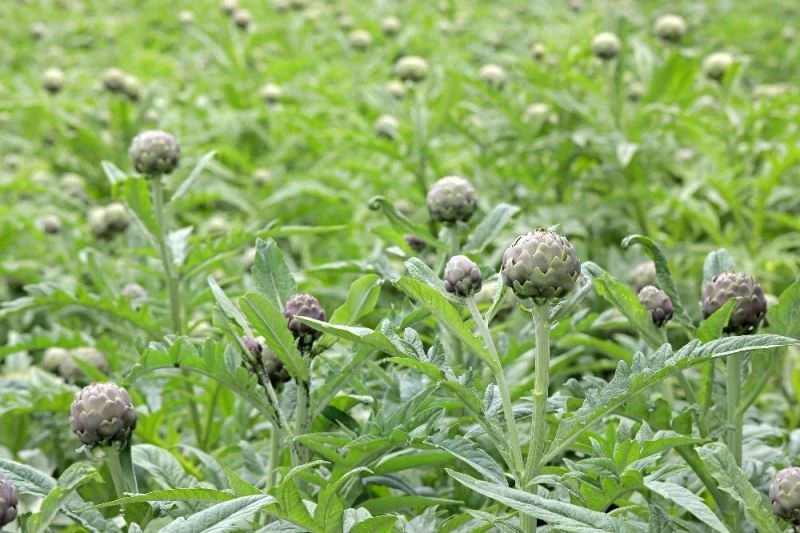 Ege’nin eşsiz gıdası enginar şifa deposu
