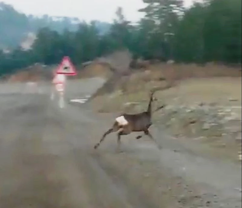 Ceylanların yolda yiyecek arayışı kameraya yansıdı
