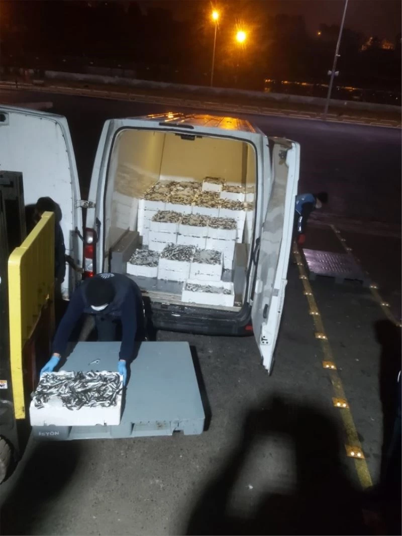 Gürpınar Su Ürünleri Hali’nde canlı deniz böceği ve ıstakoz ele geçirildi
