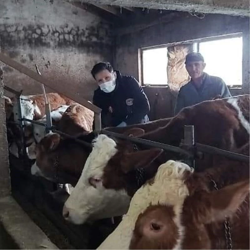 Sinop’ta şap aşılaması başladı
