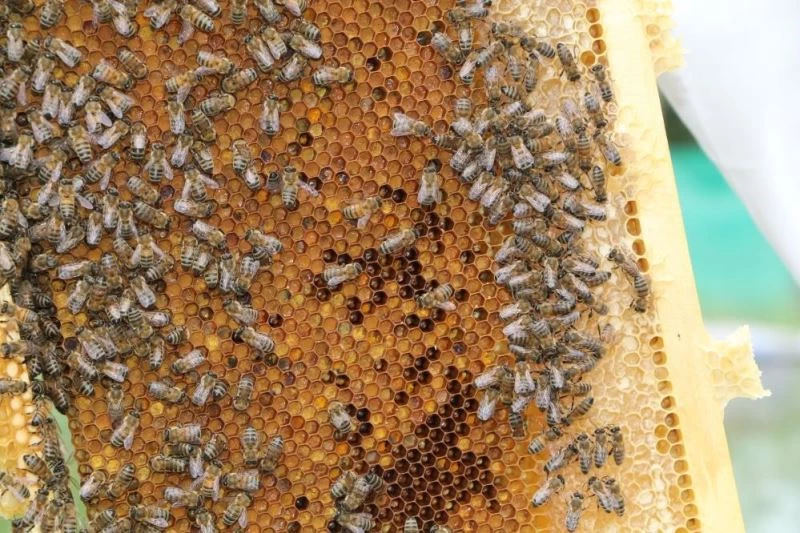 İmparatorların balı olarak bilinen dünyaca ünlü ’Anzer Balı’ coğrafi işaret tescili aldı
