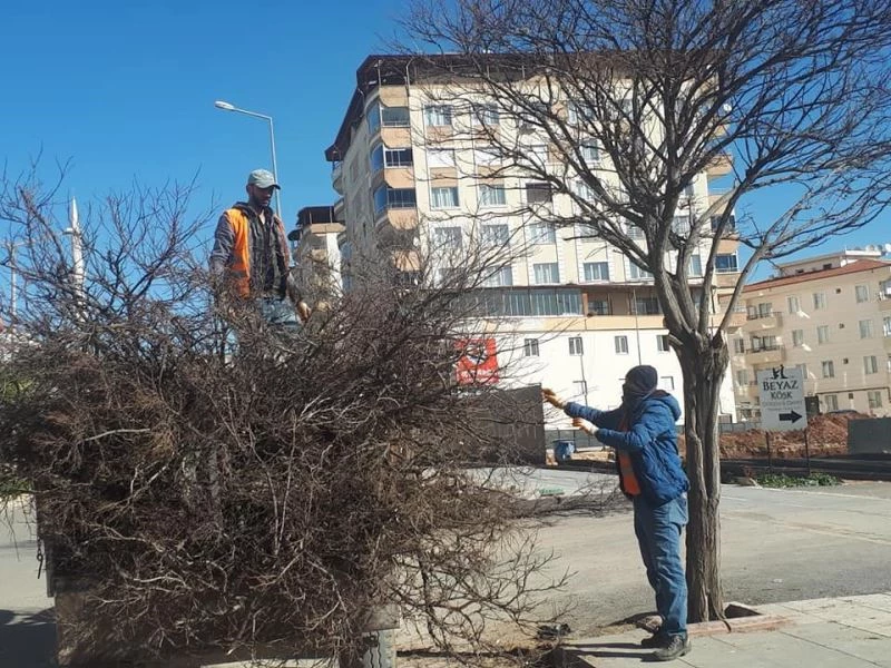 Cadde ve yollardaki ağaçların budanmaya devam ediliyor
