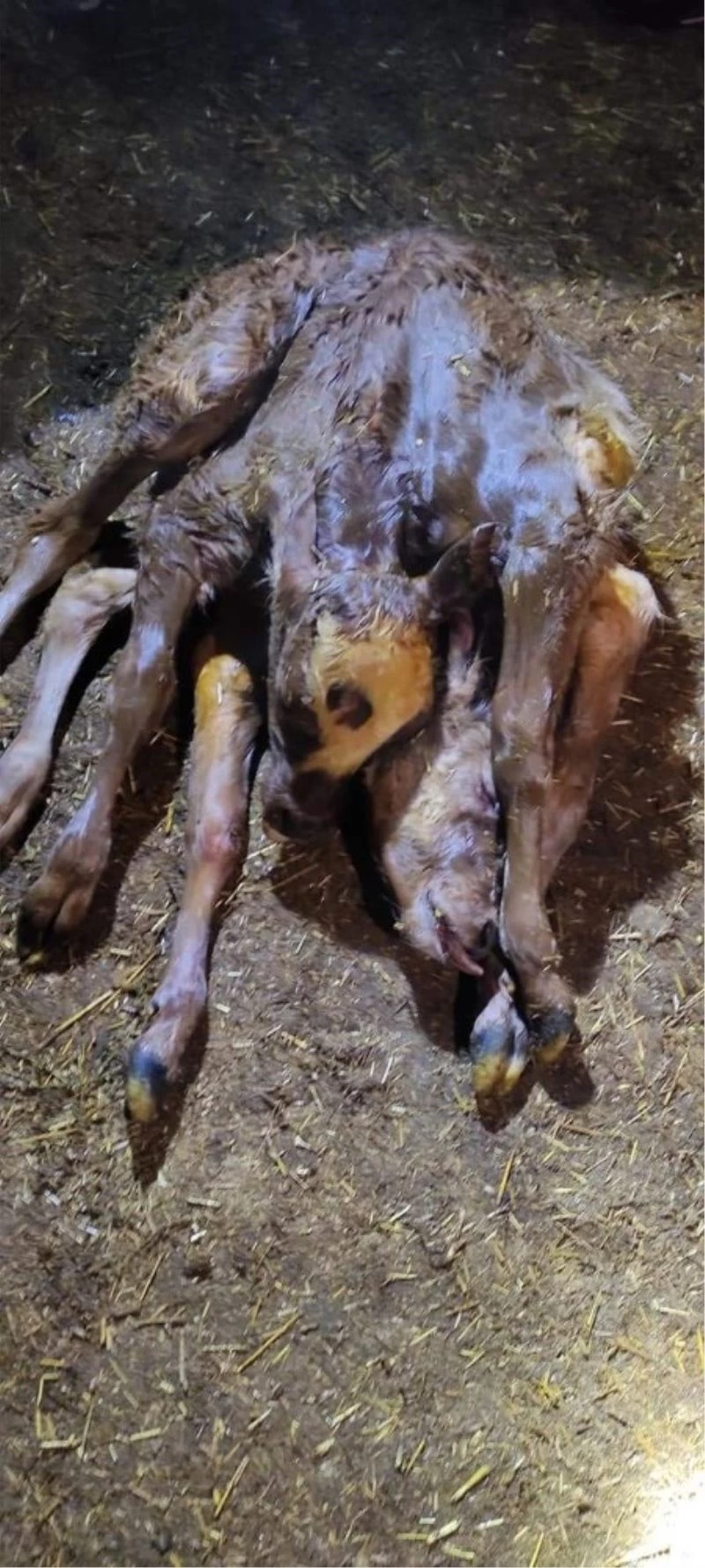 6 ayaklı, 2 başlı ve 2 kuyruklu buzağı şaşırttı
