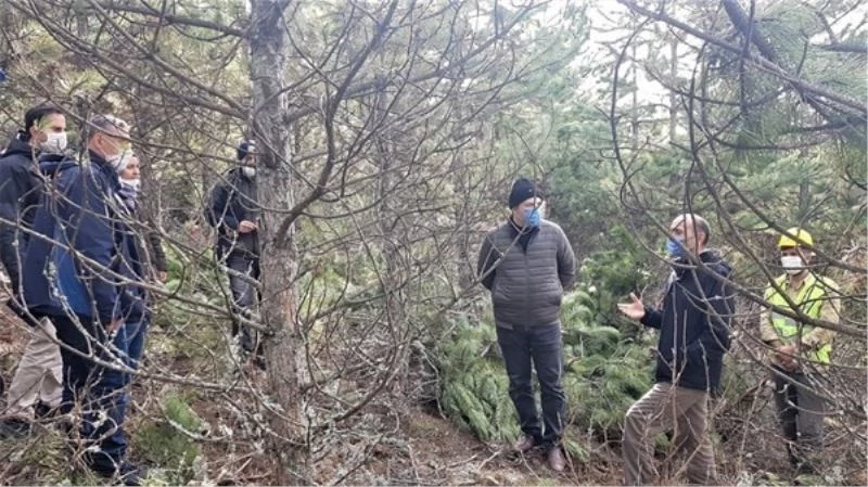 Domaniç ormanlarında sıklık bakımları
