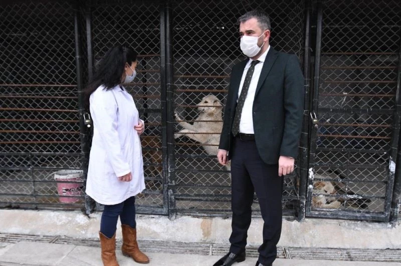 Pursaklar Belediyesi sokak hayvanlarını sahiplendiriyor
