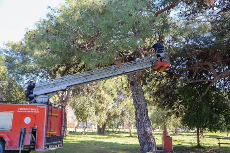 Erdemli Çamlığı yaza hazırlanıyor
