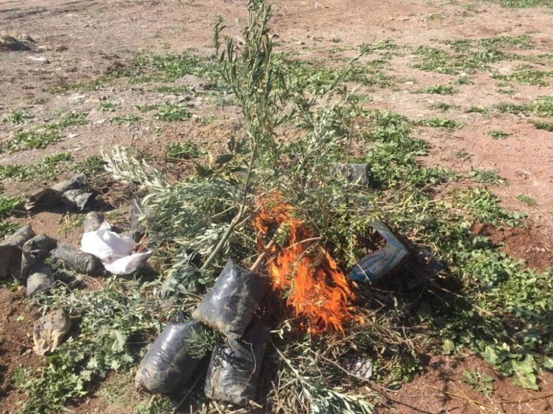 Hastalıklı fidanlar imha edildi
