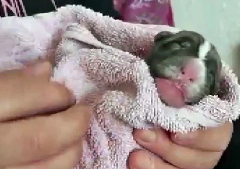 Çöpte bulunan yavru köpeği sahiplenip biberon ve şırıngayla beslediler
