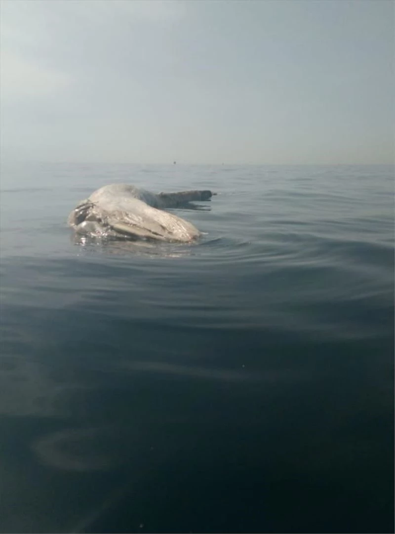 İskenderun Körfezi