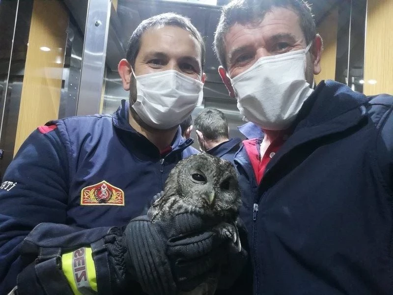 Pencereden eve giren baykuşu itfaiyeciler doğaya saldı
