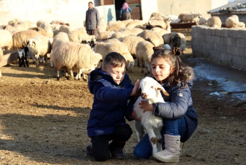 Koyun ve kuzuların buluşması renkli görüntülere sahne oldu
