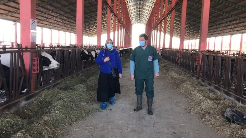 Hibe kazanan yetiştiriciler ADSYB Damızlık Düve Merkezi’nden düvelerini almaya başladı
