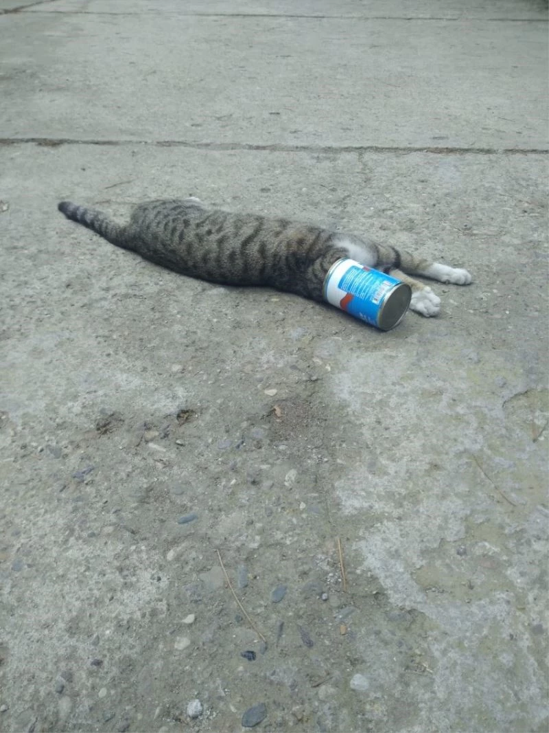 Kafası konserve kutusuna sıkışan kediyi itfaiye kurtardı
