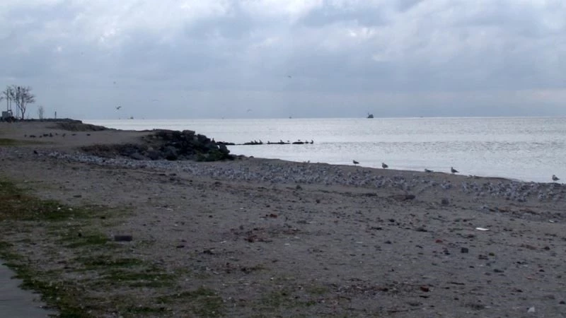 Menekşe Sahili martılara kaldı
