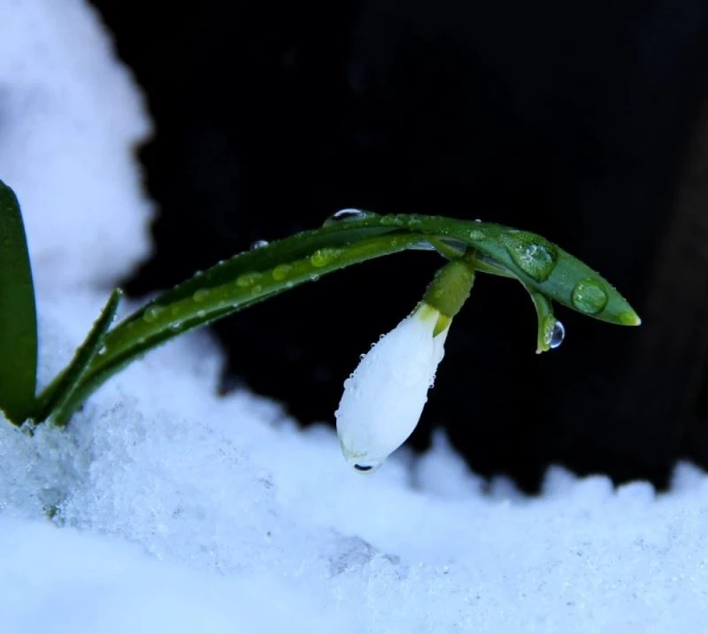 Kardelenler yüzünü gösterdi
