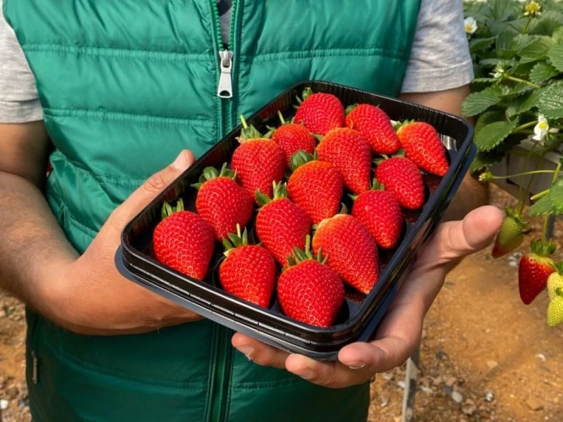 Seradan çıkışı 19 lira olan  topraksız çilek altın dönemini yaşıyor
