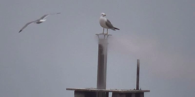 Üşümedikleri bilinen martılar bacada ısınmaya çalıştı
