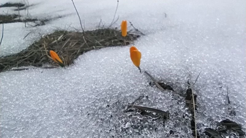 Kar ve çiğdemler bir arada
