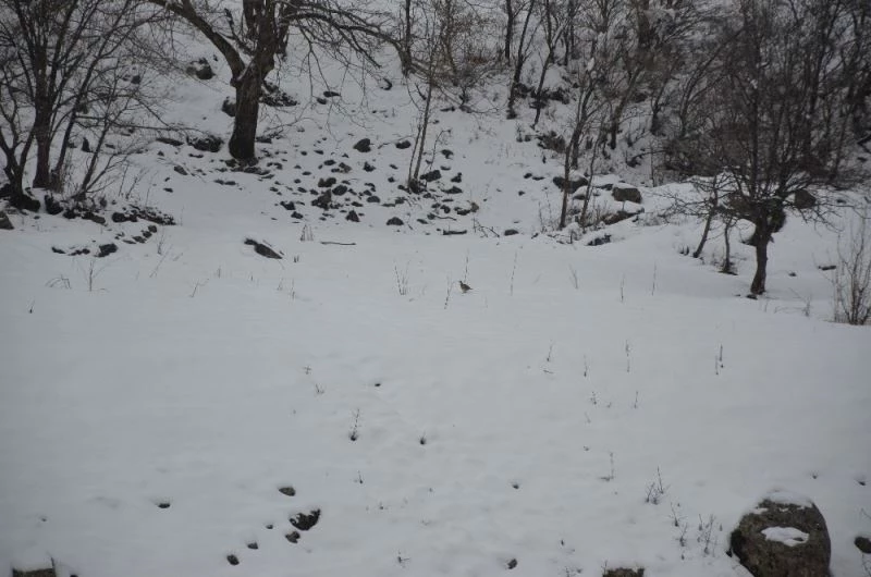 Aç kalan keklik sürüsü Habur Çayı’na indi
