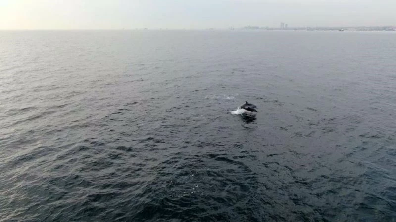 Faturası yunuslara çıkartılan hamsi yokluğunda akademik itiraz
