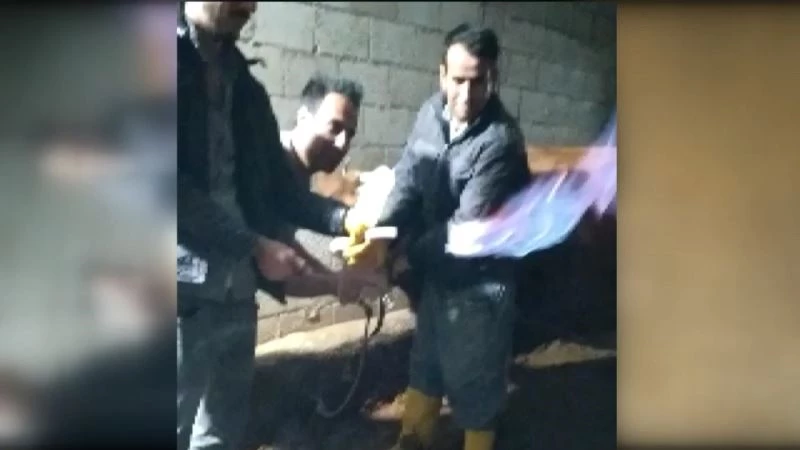 İneğin midesindeki metan gazı yakıldı, görüntüsü şaşırttı
