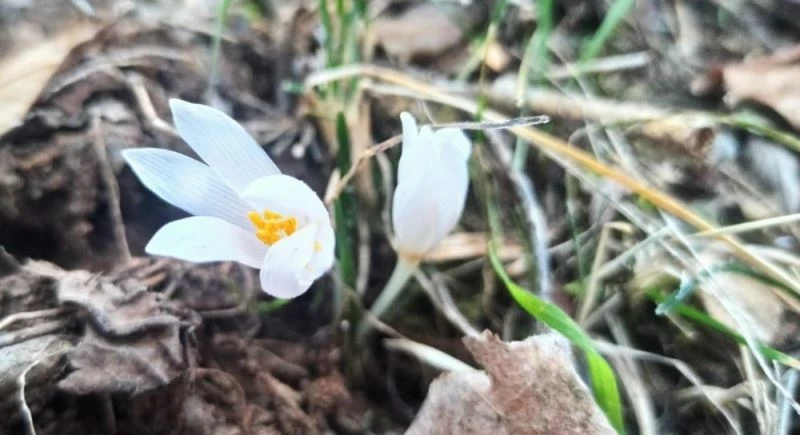 Karnavas köyünde kardelenler açmaya başladı
