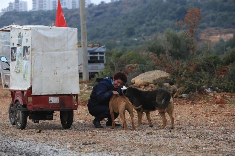 Sokak hayvanlarının 