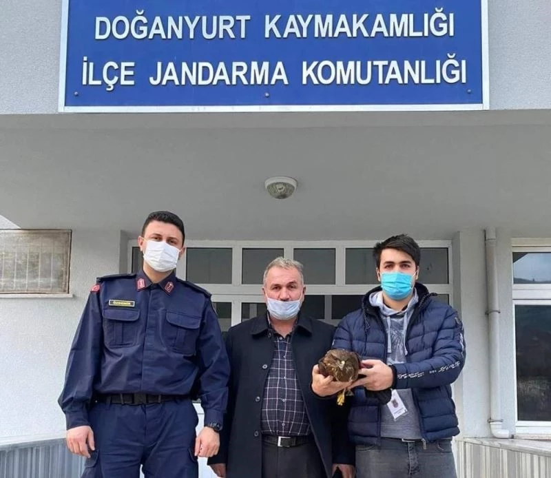 Jandarma, yaralı şahini elleriyle besleyerek korumaya aldı
