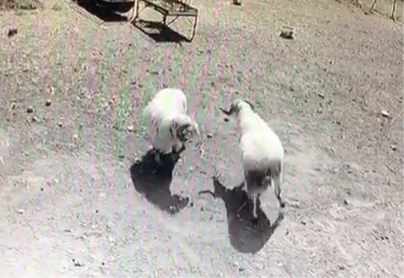 Kafa kafaya çarpışan koçlar öfkelerinin kurbanı oldu
