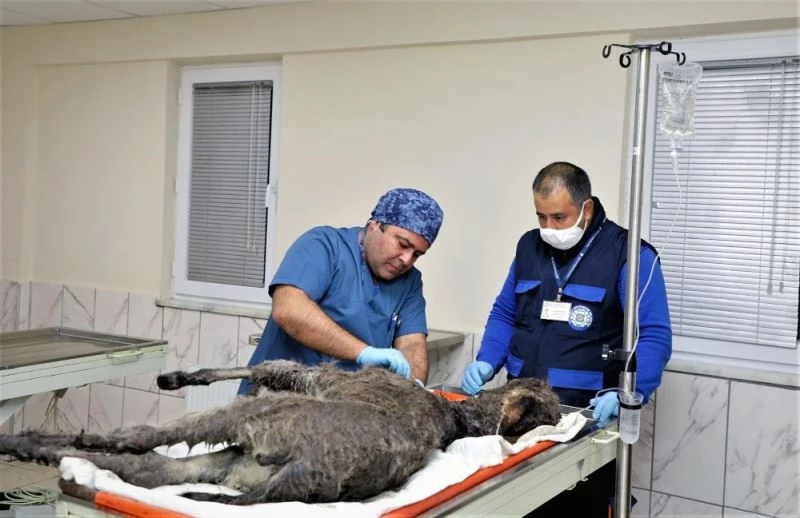 Rögara düşen Kadife için seferber oldular
